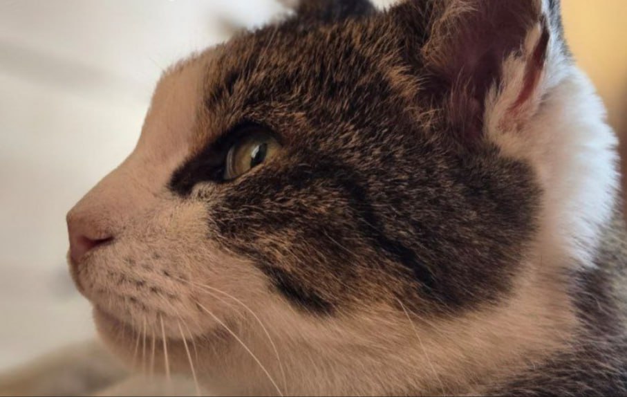 Для тех кто забыл про кошку Мусю Сброшенная с обрыва кошка полностью восстановила здоровье Напомним что Муся жила у Ласточкиного гнезда около 10 лет и приветствовала туристов После трагического инцидента когда 24 летний житель Санкт Петербурга бросил ее с обрыва кошку приютила ветеринар Светлана Власенко которая заботится о ней и следит за её здоровьем Такой счастливый финал настоящее чудо Севкор теперь в MAX Читайте Севкор