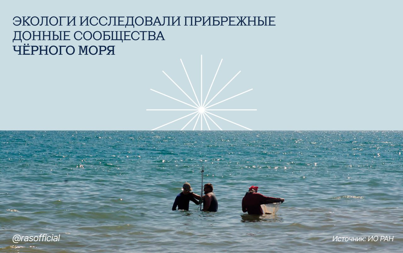 Экологи исследовали прибрежные донные сообщества Чёрного моря   #Грани_РАН   В ходе научной экспедиции, организованной Институтом океанологии им. П.П.Ширшова РАН, учёные провели работы в семи точках между посёлками Джемете и Лермонтово. Исследователи собрали обширный материал по трофической структуре донных сообществ. Значительную роль в них играют виды-вселенцы — организмы, мигрирующие в новые экосистемы и влияющие на их биоразнообразие и продуктивность.  На обследованном участке берега и прибрежной акватории длиной около двух километров обнаружены свежие единичные выбросы жидкого мазута в прибойной зоне, мазутные пятна и радужные плёнки на воде на двух станциях из пяти. Несмотря на загрязнение, учёные обнаружили большое количество живых и активных крабов-плавунцов, креветок, раков-отшельников, рыб, медуз-корнеротов и двустворчатых моллюсков. Это свидетельствует о постепенном восстановлении экосистемы.  В Таманском заливе Азовского моря и в эстуариях рек Вулан  пос. Архипо-Осиповка  и Шапсухо  пос. Лермонтово  загрязнение мазутом не обнаружено.