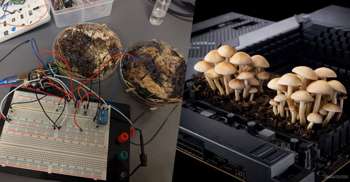 Кризис ОЗУ в прошлом учёные научились делать оперативку из грибов Исследователи из Университета Огайо показали что шиитаке и шампиньоны могут работать как элементы памяти грибница меняет сопротивление от заряда способна проводить и удерживать сигналы В эксперименте к разным частям грибов подключали электроды в итоге грибная оперативка стабильно работала на частоте почти 6 кГц и сохраняла до 90 сигнала Начинаем выращивать грибы