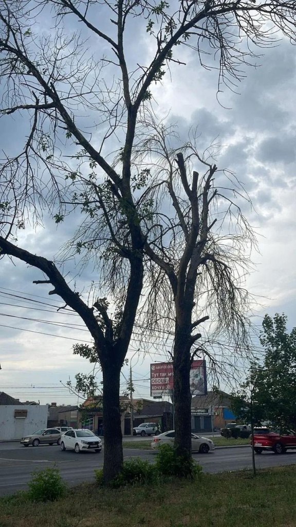 На проспекте 40 летия Победы в Ростове проводят работы по сносу и обрезке аварийных деревьев Как сообщает администрация города санитарная вырубка проводится строго по итогам комиссионного обследования и на основании официального разрешения В первом квартале 2026 года на проспекте планируют выкорчевать пни после чего на месте удалённых насаждений высадят молодые деревья Фото администрация города Вести Дон Telegram MAX