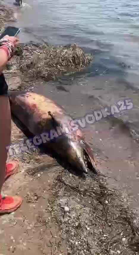 Во Владивостоке отдыхающие нашли дельфина с укусами на пляже