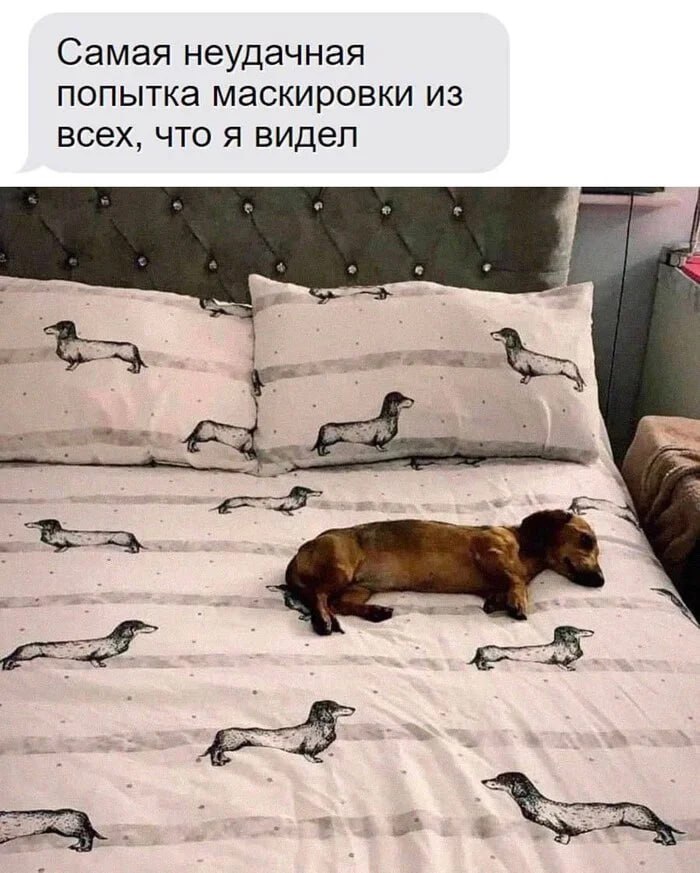 На следующей неделе в Горкинско Ометьевском лесу на площадке для выгула собак состоится акция Лапа дружбы Посетителей ждут лекции и мастер классы от кинологов диджей сеты интерактивные игры конкурсы и другие активности А еще гости смогут познакомиться с собаками и забрать понравившегося питомца домой   entermedia io news v gorkinsko ometevskom lesu projdet aktsiya lapa druzhby