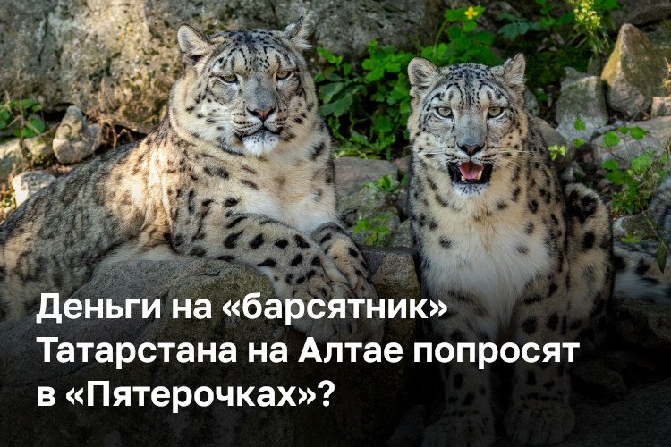 X5 Group и Татспиртпром представили совместный проект по сохранению и восстановлению популяции снежного барса Стороны подписали соглашение о поддержке научного центра Снежный барс на Алтае который курирует Татарстан Причем надежда судя по репликам на покупателей Пятерочек и Перекрестков которые и будут надеются компании вносить вклад в важное дело ретейлеры планируют собрать значимую сумму через клиентскую базу Для Татарстана тема барсов особенная крылатый хищник изображен на гербе республики и является тотемным животным для всех тюрков Для нас это не просто вклад а целая идеология которую мы будем продвигать отмечал сегодня на брифинге в Москве гендиректор Татспиртпрома Руслан Максудов В чем заключается соглашение какие по нему есть обязательства у сторон и текст документа публике не представили Детали в материале ℹ Подпишитесь на БИЗНЕС Online