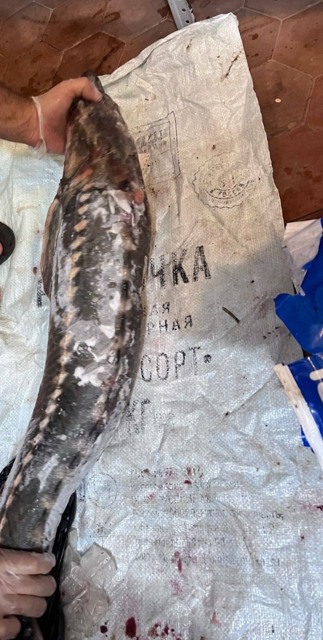 В Амурском районе полицейскими возбуждено уголовное дело о незаконном обороте водных биологических ресурсов У 42-летнего амурчанина изъяты около 700 килограммов замороженного осетра и порядка 7 килограммов осетровой икры. Ущерб составил более 7 млн рублей. Сотрудниками ОМВД России по Амурскому району совместно с коллегами из управления ФСБ России по Хабаровскому краю в ходе проведения оперативно-розыскных мероприятий был задержан 42-летний местный житель, который незаконно добыл краснокнижную рыбу семейства осетровых. Полицейскими в двух гаражных боксах и на лодочной станции, расположенных в г. Амурске, были обнаружены и изъяты рыболовная сеть, катер с подвесным лодочным мотором, 85 фрагментов рыбы семейства осетровых, а также 5 экземпляров рыбы семейства осетровых. Общий вес изъятой рыбы составил около 700 килограммов. Также изъяты 13 пластиковых контейнеров весом по 500 граммов, в каждом находилась черная икра. Общий вес изъятого деликатеса составил порядка 7 килограммов. Фигурант пояснил, что добыл запрещенную к вылову на реке Амур в районе с. Омми Амурского района Хабаровского края, после чего хранил до изъятия сотрудниками полиции. С какой целью злоумышленник незаконно выловил краснокнижные биоресурсы, в настоящее время устанавливает следствие. В отношении подозреваемого избрана мера пресечения – подписка о невыезде и надлежащем поведении. Биоресурсы, снасти и катер с мотором изъяты сотрудниками полиции и помещены на ответственное хранение. #mvd27 #ПолицияХабаровскогокрая #КриминальныеНовости