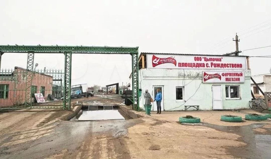 В селе Рождествено выставили на продажу бывшие цеха знаменитой птицефабрики Цыпочка из Обшаровки Цена вопроса всего семь с половиной миллионов рублей Когда то это предприятие было настоящим гигантом занимало 40 местного рынка мяса птицы и давало работу 2500 человек Но в 2014 году фабрика закрылась а попытка возродить производство в 2018 году не увенчалась успехом Сейчас владельцы предлагают использовать территорию под склад производство или сельскохозяйственные нужды Как можно говорить о благополучии в регионе если закрылось и было выставлено на продажу предприятие которое снабжало продукцией всю область Это ведь напрямую влияет на продовольственную безопасность региона Возникает вопрос справляется ли система власти с этой функцией Выражаем недоверие системе власти которая не справляется создавать грамотную экономику страны на благо страны и народа Поддержать docs google com forms d e 1FAIpQLSewlcSHh9 RxxOjH5inA8V3dujoa7LVTooh4Gd17YN59qFogQ viewform Подпишись Родная Самара и область
