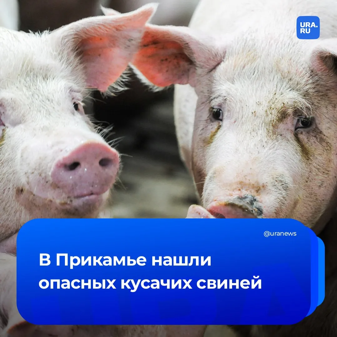 Пермячке запретили выгуливать опасных свиней державших в страхе соседей Пермская деревня может отобрать славу столицы безнадзорных свиней у свердловской Ревды Жительница Нижней Язьвы выпускала животных на самовыгул а те кусали местных жителей Специалисты Россельхознадзора провели выездную проверку и выяснили что помимо нападений на людей отходы от жизнедеятельности свиней их хозяйка сливала в родник Ранее на пермячку уже жаловались Соседи были недовольны и обращались в Россельхознадзор но женщина продолжала выпускать животных на улицу Управление обратилось в суд чтобы запретить ей выпускать свиней на улицу Требования истца были полностью удовлетворены Подписаться на URA RU мы в MAКС