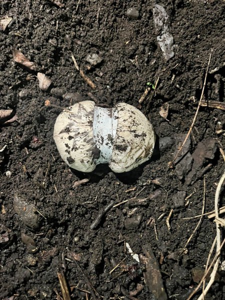 Полицейские Северной Осетии пресекли попытку сбыта более тысячи разовых доз метадона Оперативникам Управления по контролю за оборотом наркотиков МВД по РСО Алания поступила информация о готовящемся сбыте крупной партии наркотических средств на территории Северной Осетии Полицейские незамедлительно выявили предполагаемого наркокурьера и установили наблюдение Так в поле зрение оперативников попала 51 летняя жительница Московской области которая по указанию анонимных интернет кураторов направлялась во Владикавказ чтобы сбыть партию запрещенных веществ Здесь она должна была извлечь из тайника сверток с синтетикой а затем расфасовать и распространить разовые дозы путем закладок Продолжение читайте на официальном сайте