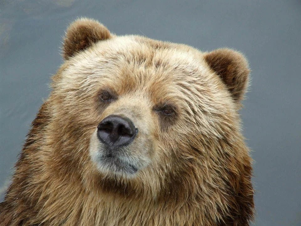 В Приморье медведь напал на мужчину в лесу пострадавший в реанимации В посёлке Шумный Чугуевского района дикий зверь атаковал человека Мужчину в тяжёлом состоянии доставили в Кавалеровскую центральную больницу Подробности уточняются Подписаться на kpdvru