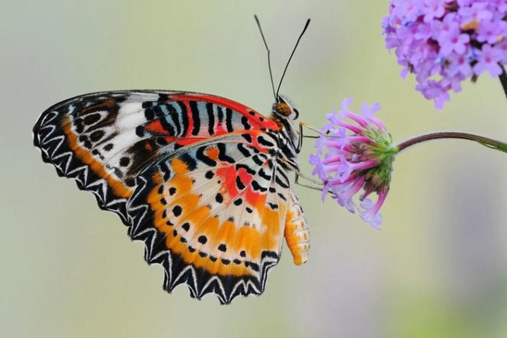 Эксперимент в космосе когда бабочка вылупилась из куколки и даже начала махать крыльями показал что замкнутая экосистема может нормально функционировать в условиях невесомости Об этом радиостанции Вести ФМ рассказала доктор физико математических наук профессор завлабораторией биофизики клетки Института медико биологических проблем РАН Ирина Огнева По ее словам наши ученые тоже проводят подобные эксперименты на орбите Так в 2025 году на биоспутнике Бион М 2 в рамках образовательного проекта успешно жили мокрицы и клещи а муравьи даже дали потомство Особое значение по словам профессора имеют исследования с плодовыми мушками На них ученые тестируют препараты и детально изучают как космическое пространство воздействует на организмы и передает изменения следующим поколениям Наш канал в MAX