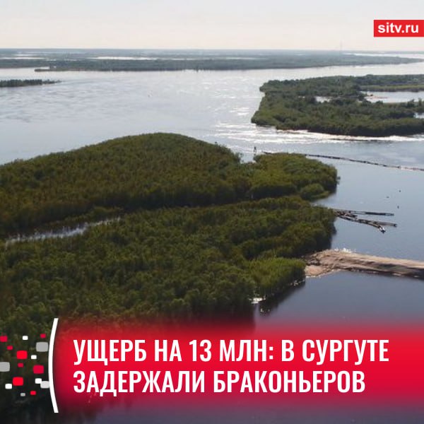 Сотрудники полиции задержали двоих сургутян — они подозреваются в незаконном вылове и продаже ценных пород рыб — сибирского осетра и стерляди, которые занесены в Красную книгу не только Югры, но и России.   Как рассказали в городском УМВД, одного из браконьеров задержали, когда тот возвращался с рыбалки. В багажнике 40-летнего мужчины правоохранители нашли 156 стерлядей и 5 сибирских осетров.  У второго подозреваемого в гараже нашли 51 стерлядь и 18 краснокнижных осетров.   Отмечается, что весь незаконный улов браконьеры продавали в соцсетях.  По предварительным данным, ущерб, причиненный водным биологическим ресурсам, оценивается на сумму свыше 13 миллионов рублей. В отношении задержанных возбуждены уголовные дела,  — прокомментировали в УМВД Сургута.    Подписаться   Прислать новость