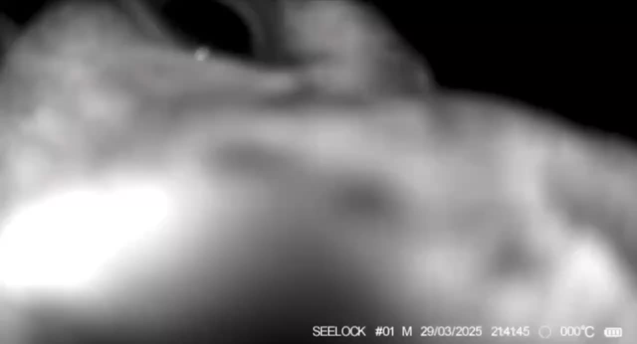 Молодая снежная барсиха Муся удивила своим поведением у фотоловушки в Саяно-Шушенском заповеднике