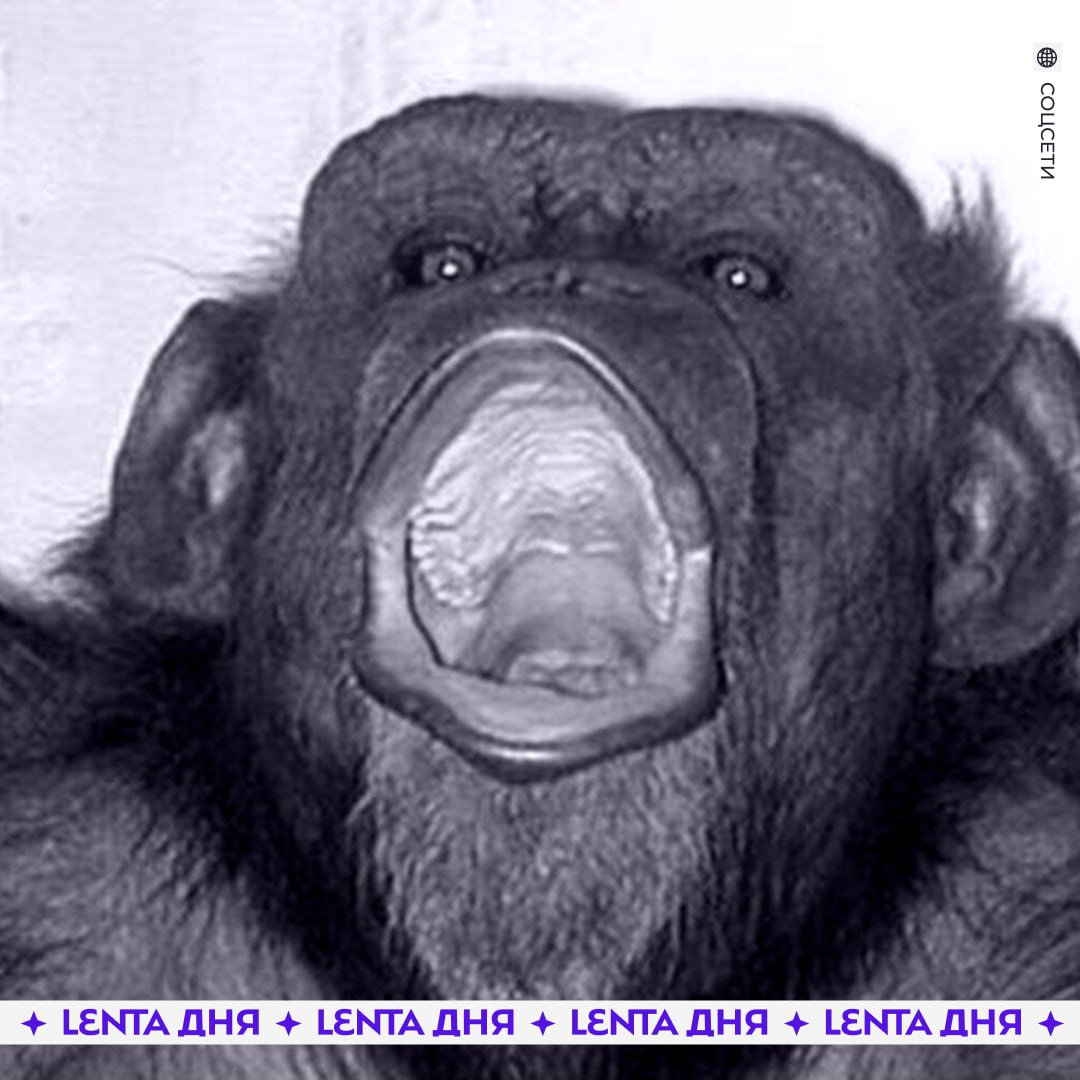 Умерла самая известная шимпанзе в мире Ай скончалась 9 января в возрасте 49 лет Причиной смерти стали старость и отказ внутренних органов В последние часы рядом с ней находились сотрудники научного центра Животное прославилась своими когнитивными способностями Ай умела работать с числами и различать цвета К пяти годам она освоила числовые обозначения от одного до шести и могла называть число цвет и предмет более чем у 300 образцов В 2000 году шимпанзе родила сына по кличке Аюму который также стал известен благодаря выдающейся памяти мягких облачков Ай Подпишись на Ленту дня MAX ТГ