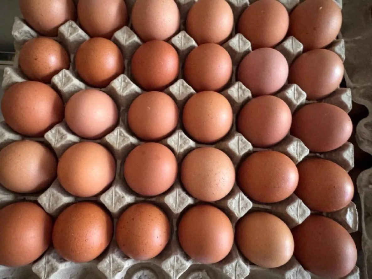 Грант Агростартап помог фермеру из района имени Лазо открыть птицефабрику Фермер Денис Казаченко из поселка Солонцовый района имени Лазо с помощью гранта Агростартап построил небольшую птицефабрику на 1 5 тысяч голов несушек Заявка предпринимателя в 2025 году получила государственную финансовую помощь в размере 5 млн рублей и он закупил на эти деньги оборудование для птицефермы В 2025 году из 17 участников конкурса поддержку получили восемь человек из Хабаровского Комсомольского и района имени Лазо Общая сумма грантов составила 39 5 миллиона рублей Программа Агростартап действует с 2019 года За это время гранты получили 67 фермеров на общую сумму 237 миллионов рублей Каждый год продукция получателей растет не менее чем на 10 В этом году фермеры края также могут рассчитывать на поддержку todaykhv