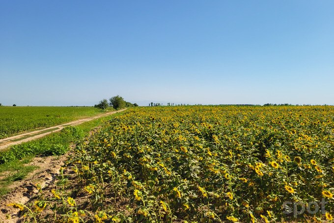 В Узбекистане выделят льготные кредиты на выращивание кормов и масличных культур К концу 2028 года планируется увеличить производство картофеля до 200 тыс тонн растительного масла до 30 тыс тонн ежегодно Для выращивания кормовых и масличных культур фермерам предоставят кредиты под 12 годовых в размере до половины стоимости будущего урожая Компания по развитию предпринимательства покроет часть процентов по займам взятым на проекты в сфере животноводства переработки шерсти и производства масла Также она обеспечит гарантию по кредитам до 10 млрд сумов   www spot uz ru 2025 11 09 farming support Telegram Instagram YouTube