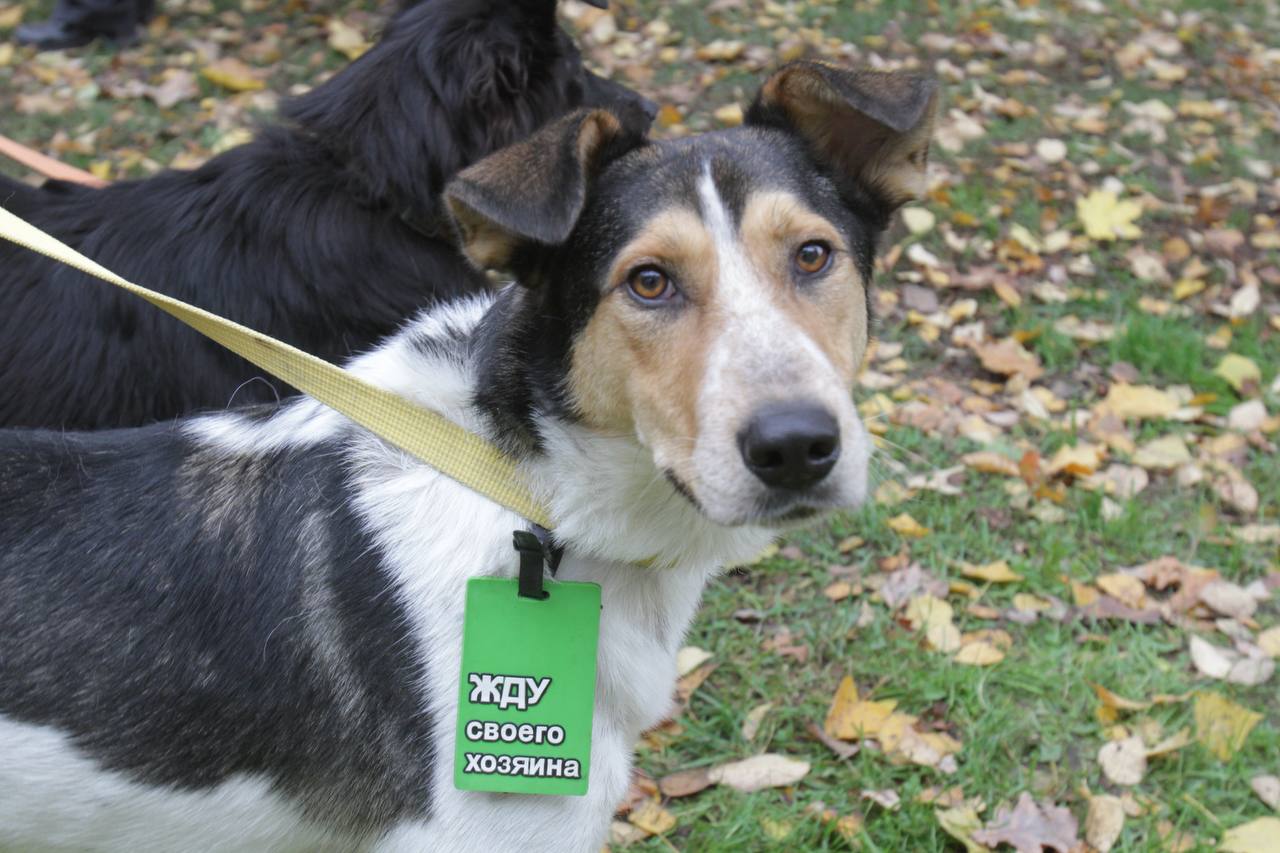 Российские приюты для животных смогут пройти бесплатную верификацию В России запускается система верификации фондов и зооволонтеров С такой инициативой выступила технологическая платформа Авито Благодаря ей верифицированные пользователи получат ряд преимуществ а пристройство бездомных животных в новые семьи станет более эффективным Предусматривается что пройти бесплатную верификацию могут некоммерческие организации НКО и фонды частные приюты зооволонтеры и ветеринарные клиники При этом нужно будет не только заполнить анкету с указанием данных приюта или волонтера но и приложить необходимые документы а также фото и видеоматериалы из приюта и ссылки на официальные онлайн каналы Для всех верифицированных обязательна проверка данных и условий содержания животных которую будут производить сотрудники платформы и фонды партнеры Ника Верность и Собаки которые любят Читать подробнее www kuban kp ru online news 6695607