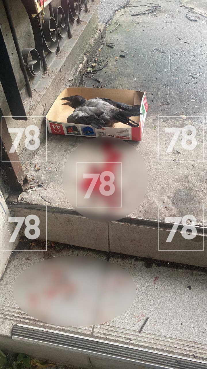Владелец магазина в Колпино застрелил ручную ворону из винтовки. Птицу знал весь дом По данным источника , пернатого давно начали подкармливать сотрудники одного из расположенных в жилом доме магазинов. Птица стала ручной — являлась на трапезу по расписанию и охотно контактировала с местными жителями, вызывая всеобщее умиление. Впрочем, хозяин магазина по соседству был категорически против такого питомца. Мужчина неоднократно угрожал, что расправится с вороной. Накануне он всё-таки перешёл от слов к делу — взял винтовку и выстрелил точно в цель. Пернатый погиб. Очевидцы вызвали полицию. Прибывший наряд задержал 35-летнего живодёра и доставил его в отдел. Проводится проверка. Подписаться Прислать новость