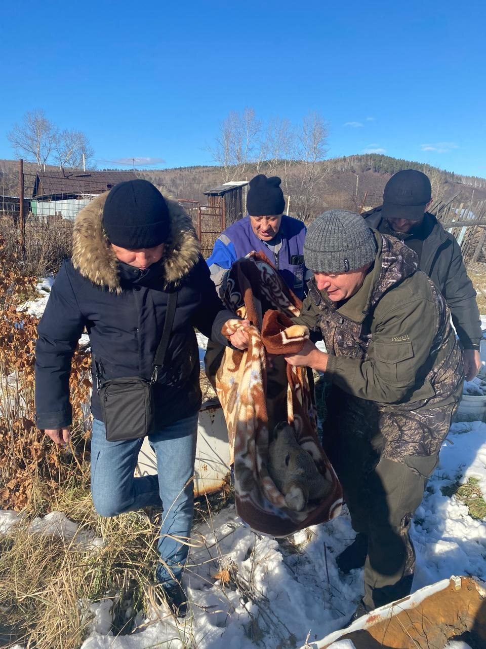 Нашли в огороде стало известно как в г Сковородино спасали косулю Амурские транспортные полицейские ранее рассказали про спасение в г Сковородино косули Амурские охотоведы сообщили что им позвонили из ЕДДС Местная жительница нашла дикую козочку у себя в огороде Животное не могло выбраться а женщина не рискнула открыть калитку и выгнать косулю на нее могли напасть собаки Благодаря сотрудничеству со Сковородинским ЛОВД испуганную но физически сильную и быструю косулю удалось поймать с помощью сети Животное оказалось совсем юным самцом у которого только начали расти рожки Приключение для копытного юноши прошло вполне гладко никаких травм он не получил отделавшись испугом Оказавшись на заснеженном поле он тут же убежал помахав на прощание спасателям своим белым зеркальцем рассказали в управлении по охране животного мира Амурской области Управление по охране животного мира области просит амурчан проявлять гуманность к лесным обитателям и обязательно сообщать о подобных фактах по номеру телефона 8 914 557 16 26 Portal2x2 Реклама