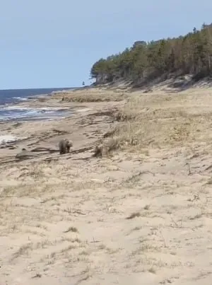 В нацпарке Онежское Поморье появился необычный волонтер Во всех смыслах крупный специалист захотел вместе с госинспекторами заняться учетом перелетных птиц Как отмечают в парке от услуг такого добровольца пришлось отказаться Зато косолапого пригласили поучаствовать в проекте исследовании в рамках проекта Медведи Белого моря поддержанного Президентским фондом природы По материалам нацпарка Онежское Поморье