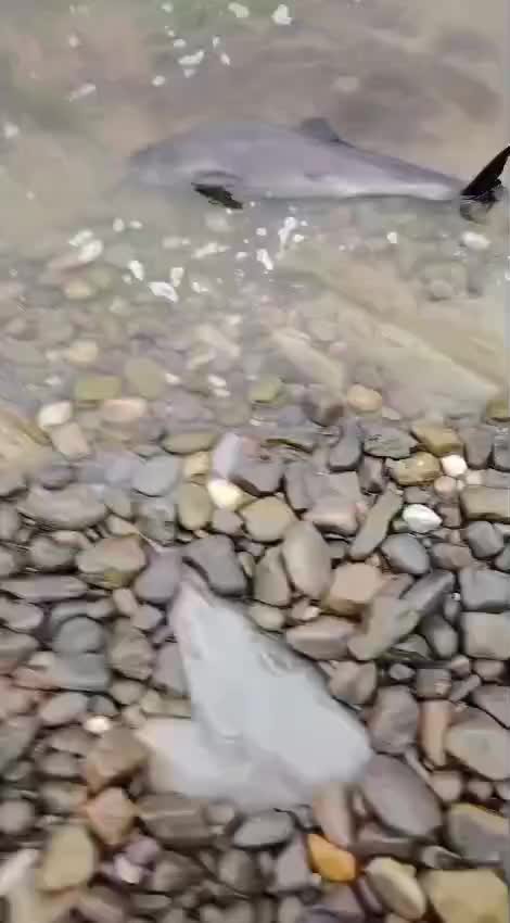 688 мертвых дельфинов на побережье Краснодарского края: последствия разлива нефти требуют изучения