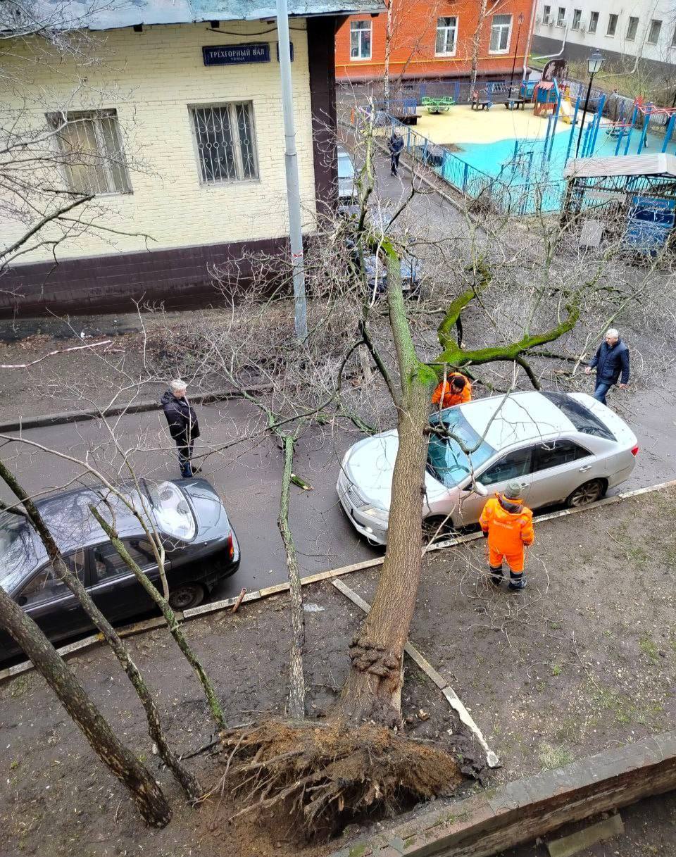 Дерево рухнуло на автомобиль из-за штормового ветра на Трёхгорном Валу   Сообщают, что водитель был внутри автомобиля, он не пострадал.  Будьте осторожны, шторм начнётся уже через два часа    Москва сегодня