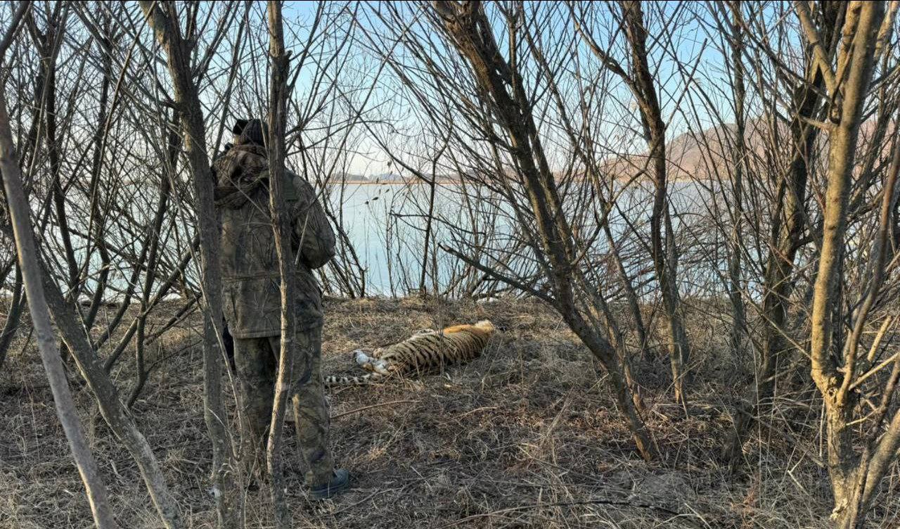 В Приморье организовали доследственную проверку по факту гибели амурского тигра  4 января у реки Туманной сотрудники охотнадзора парка «Хасан» обнаружили амурского тигра без признаков жизни с огнестрельным пулевым ранением в области правой лопатки.  Установление всех обстоятельств произошедшего и результаты доследственной проверки поставлены на контроль в прокуратуре района.