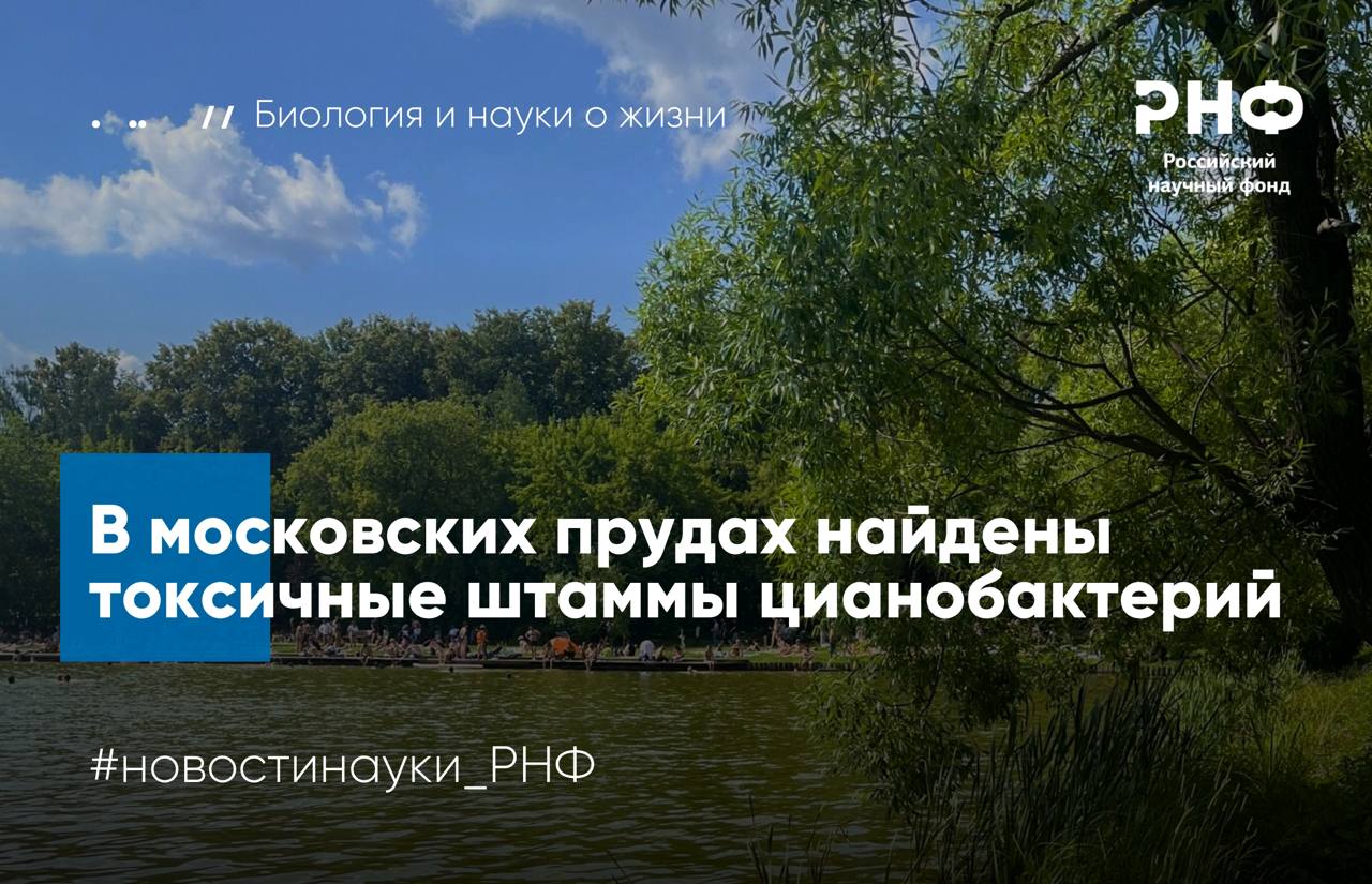 Ученые Института физиологии растений имени К А Тимирязева РАН с коллегами выявили токсин продуцирующие штаммы цианобактерии Microcystis aeruginosa в московских водоемах Исследователи показали штамм специфичный подход позволяет точно определять продуцентов токсинов и формировать эффективные системы мониторинга Работа выполнена при поддержке Российского научного фонда   Цветение воды вызванное массовым размножением цианобактерий сопровождается накоплением цианотоксинов соединений опасных для рыб птиц млекопитающих и человека Однако данные о распространенности токсичных и потенциально токсичных штаммов в водоемах крупных городов до сих пор были ограничены Чтобы восполнить этот пробел авторы исследовали пробы воды и придонных отложений из 12 водоемов Москвы Москвы реки Гребного канала и прудов в районах Крылатское Марфино Одинцовский и Останкинский многие из которых активно используются для купания и рыбалки Ученые выделили 20 штаммов цианобактерий шести родов Dolichospermum Aphanizomenon Anabaena Woronichinia Argonema и Microcystis Для каждого штамма они провели поиск генов ответственных за синтез токсинов а затем подтвердили наличие опасных соединений методом высокоэффективной жидкостной хроматографии масс спектрометрии высокого разрешения Два штамма Microcystis aeruginosa CBMC403m и CBMC523m оказались способными синтезировать микроцистины при этом 20 28 токсинов составлял высокоопасный микроцистин LR Один из таких штаммов был выделен из Мещерского пруда популярного места летнего отдыха москвичей В обычных условиях концентрации цианобактерий слишком низки чтобы представлять угрозу однако при цветении воды ситуация может измениться Исследователи пришли к выводу что штамм специфичная диагностика ключ к созданию современной системы мониторинга токсин продуцирующих цианобактерий Молекулярные штрих коды полученные для всех выделенных культур станут основой будущих исследований по метабаркодингу которые позволят отслеживать динамику и распространение опасных видов в городской экосистеме Стоит отметить что один из токсичных штаммов Microcystis aeruginosa CBMC523m выделен из Мещерского пруда который активно используется жителями мегаполиса для купания в летний период В обычных условиях эти микроорганизмы не создают никакой угрозы но в случае массового размножения могут представлять некоторую опасность для здоровья людей Поэтому результаты полученные в нашем исследовании послужат основой для разработки эффективной системы мониторинга которая позволит быстро и точно выявлять токсин продуцирующих цианобактерий в воде подводит итог Елена Кезля Результаты опубликованы в журнале Toxins Подробнее в материале газеты Известия РНФ Телеграм ВКонтакте MAX новостинауки РНФ биология