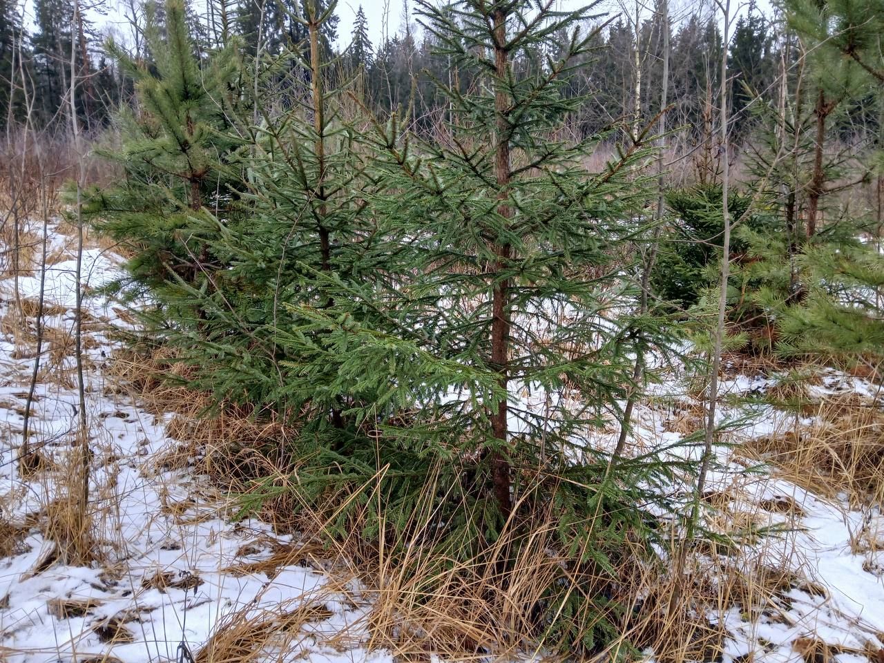 Сотрудниками лесной охраны Истринского лесничества проведено 66 мероприятий направленных на предотвращение незаконной рубки елей и деревьев других хвойных пород для новогодних праздников Патрулирование лесных участков рейды с правоохранительными органами и разъяснительная работа проводились в период с 17 по 30 декабря 2025 года По итогам профилактических мероприятий случаев незаконной рубки не зафиксировано Это свидетельствует о высоком уровне организации охранных мер и эффективном взаимодействии всех задействованных служб что позволяет сохранять природное богатство региона и обеспечивать экологическое благополучие населения   Лесничие призывают жителей ответственно относиться к природе ведь вырубка насаждений приносит вред окружающей среде Жителям также напоминают что за противоправные действия предусмотрена административная ответственность   Напомним и о правилах утилизации живых елей после праздников В рамках акции Сдай елку на переработку елки можно сдать на переработку До 8 февраля отнести отслужившие новогодние красавицы можно в ближайший пункт приёма на интерактивной карте Истра на MAXe Читай смотри делись актуальнО моИстра экология