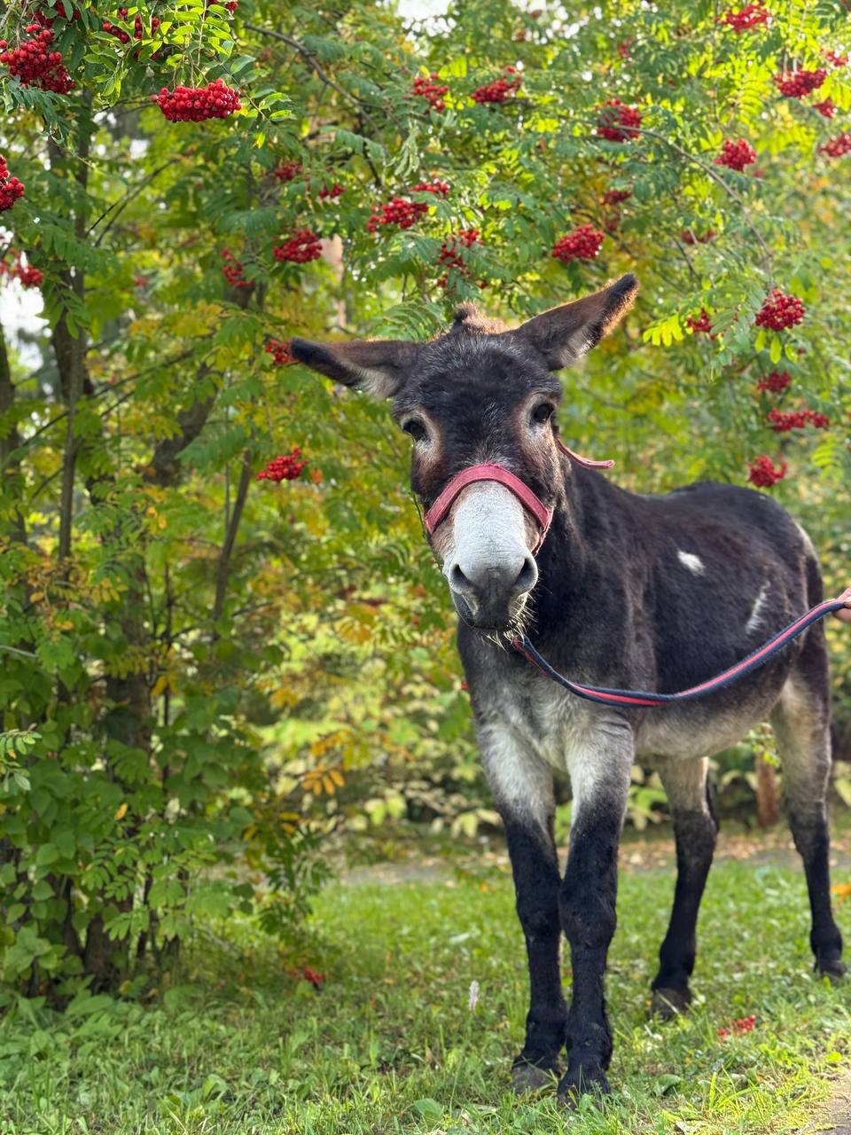 Ослик Жорик служивший вместе с военнослужащими нашел новый дом в Московском зоопарке Его история уникальна длительное время Жорик находился вместе с личным составом гвардейского полка 1430 в зоне боевых действий Он стал для военнослужащих настоящим помощником и другом участвовал в хозяйственных работах и помогал носить снаряды После передислокации части Жорика попросили приютить в Московском зоопарке Первым этапом его переселения в другой дом стала адаптация в филиале учреждения Зоосаде в Вотчине Деда Мороза в Великом Устюге в начале осени А в конце ноября Жорик был доставлен в столицу Сейчас Жорик на плановом карантине состояние ослика оценивается как удовлетворительное Он постепенно привыкает к новому окружению и сотрудникам Рацион Жорика состоит из сена моркови свеклы и специализированных витаминно минеральных добавок Разместить Жорика планируют на контактной площадке рядом с камерунскими козами где посетители смогут наблюдать за этим общительным и доброжелательным животным прокомментировала новость Светлана Акулова