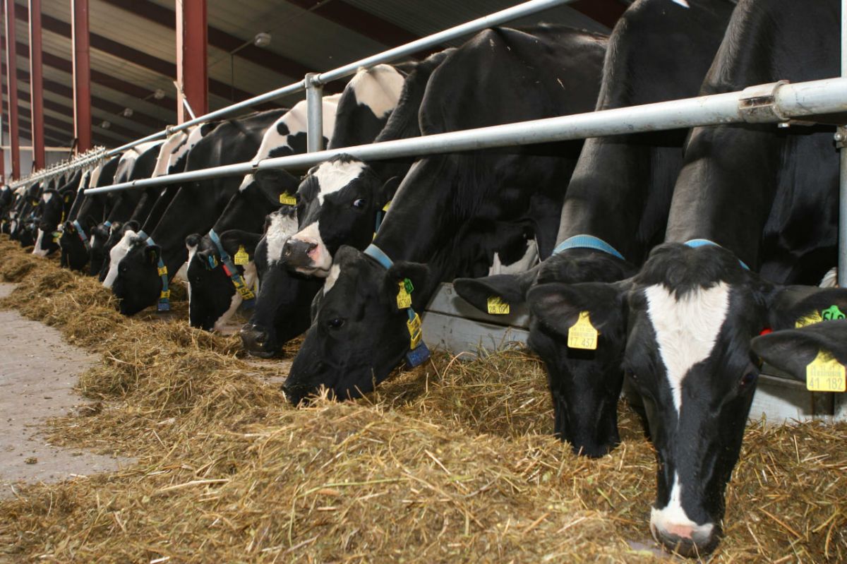 Липецкая область удвоила экспорт продукции животноводства в 1-м полугодии 2025 года За первые шесть месяцев 2025 года Липецкая область вдвое увеличила объёмы поставок экспорта животноводческой продукции по сравнению с аналогичным периодом прошлого года. ↗ Прислать новость Подписаться
