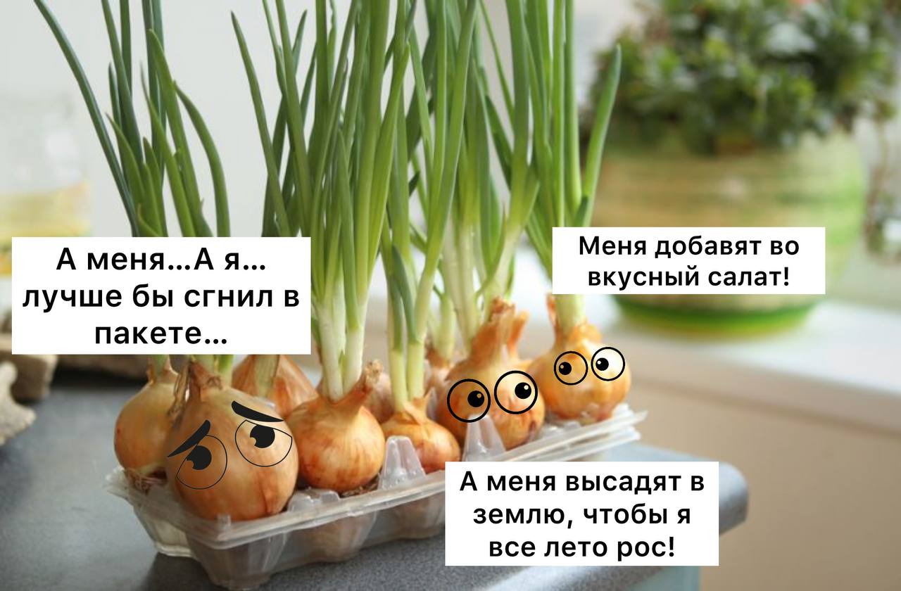 Крупную луковицу достали врачи из прямой кишки жителя Подмосковья Мужчина вызвал домой скорую и пожаловался на сильную боль в области прямой кишки Пациента увезли в больницу где стало понятно что боли вызваны инородным предметом 48 летний экспериментатор не стал рассказывать как луковица попала туда где ее быть не должно Лук достали под общим наркозом Мужчина восстанавливается Подписаться Прислать новость