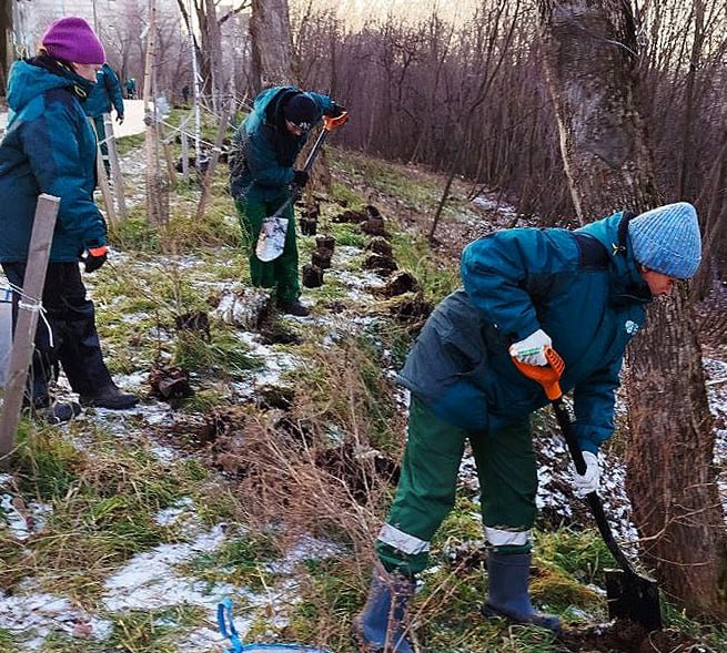 В Серебрянском парке появилась смородина 250 кустов черной смородины сорта Багира высадили специалисты Горзеленстроя сообщает ведомство Теперь растения живут по ул Уфимская 16 Properm ru погуглили сорт вполне съедобный Правда грязные будут ягоды и вряд ли их кто то захочет есть кроме малышей которых придется отгонять Но все равно теперь у кого то рядом с домом немного дача       Подписаться на Properm ru