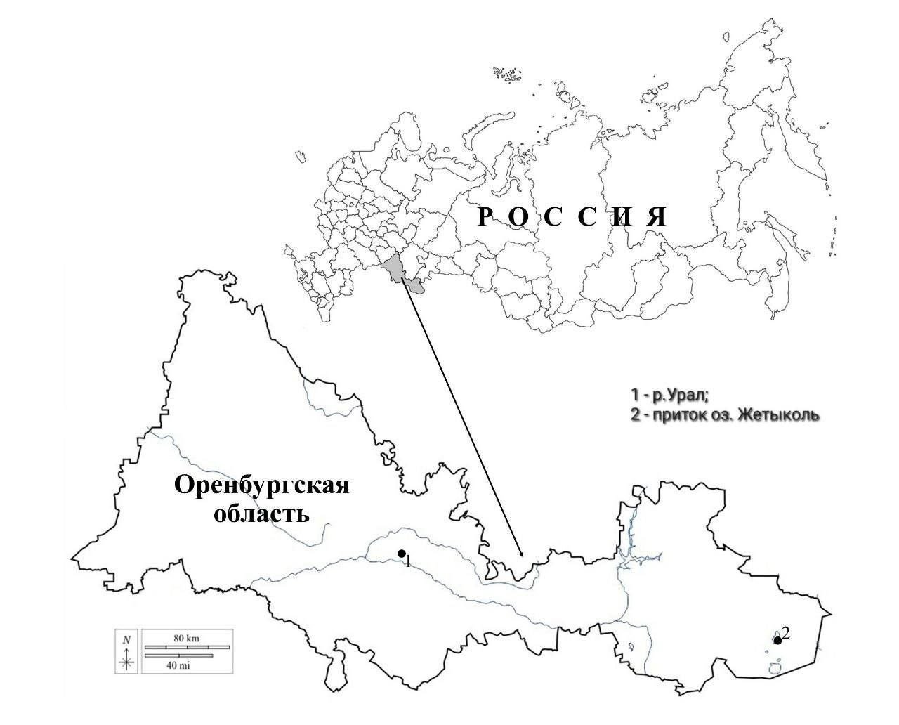 В Оренбуржье учёные обнаружили редкие виды водорослей, ранее не встречавшиеся в России  Исследования провели сотрудники Института клеточного и внутриклеточного симбиоза УрО РАН — Марина Игнатенко и Татьяна Яценко-Степанова. Работы проходили на базе центра «Гагарин» в Оренбургской области.  Учёные зафиксировали два вида одноклеточных водорослей класса Chrysophyceae: Lepidochromonas cancellata и Polylepidomonas vacuolata.  Lepidochromonas cancellata ранее находили лишь трижды: в Дании, Великобритании и впервые за 40 лет — в России, в реке Урал у Оренбурга.  Polylepidomonas vacuolata встречался в Дании, Ирландии и Скандинавии. Теперь его нашли и в Оренбуржье, в притоке озера Жетыколь.