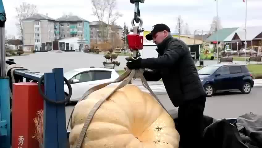 В Чунском районе установлен рекорд по весу тыквы на конкурсе