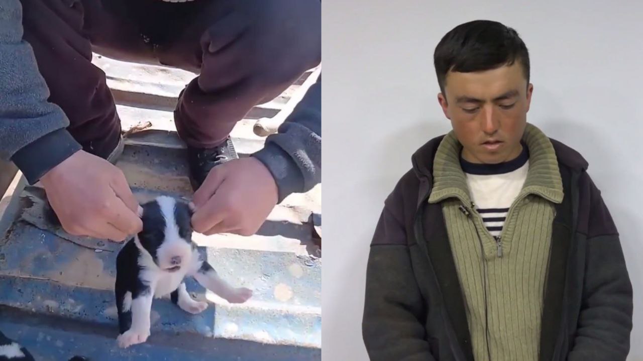 В Сурхандарье арестовали живодера отрывавшего щенкам уши видео 18   repost uz snimal i vikladival v set Подписывайтесь на Repost