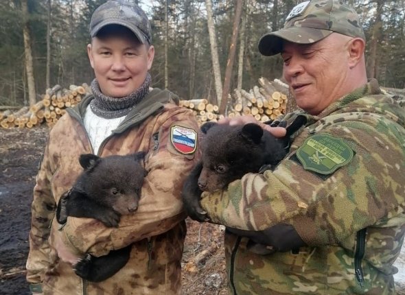 В Приморье спасли осиротевших детенышей гималайского медведя Малышей обнаружили одних на лесосеке    Читать подробнее на сайте...