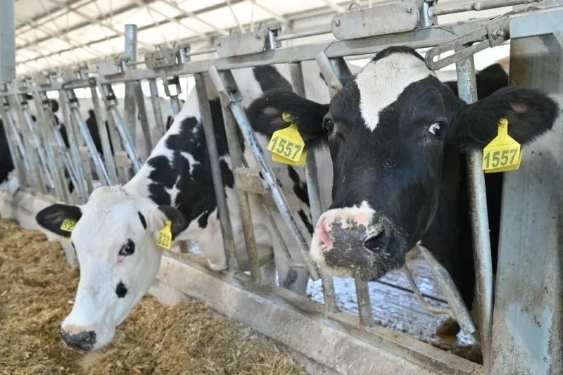 Рязанская область дополнительно получит почти три миллиона рублей на развитие племенного животноводства Сегодня наши аграрии поставляют племенной скот не только в другие регионы но и за рубеж В этом году отправили свыше ста голов породистого молодняка в Казахстан Уверенно развивается и молочное животноводство Растёт поголовье повышается продуктивность а вместе с этим объёмы и качество производимого молока В этом году рост производства составил 3 7 С прошлого года действует новое направление поддержки субсидии на геномную оценку племенного скота Дополнительную субсидию на это одобрила Комиссия Федерального Собрания РФ по перераспределению бюджетных ассигнований Благодарю федеральных коллег и лично Андрея Михайловича Макарова за внимание к нашему региону Подписывайтесь на мой канал в МАХ