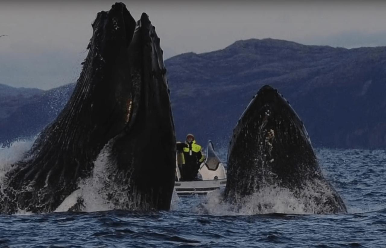 Правительство Мурманской области официально опубликовало проект правил наблюдения за китами В прошлом году произошло сразу несколько случаев ранения краснокнижных китов Животные получили травмы из за судов на которых туристы выходят на морские прогулки Как отмечают зоозащитники введение новых правил позволит упорядочить экскурсии обезопасив морских млекопитающих и птиц За этой публикацией как минимум полгода очень сложной работы большой команды Документ многократно менялся переписывался обсуждался вызывал споры и компромиссы Он возможно не идеальный и вряд ли может быть таким с первого раза Но лично для меня он точно стоил крови пота и слёз поделилась специалист по морским млекопитающим Анастасия Куница В документе отражены условия наблюдения за животными на морских акваториях и побережьях с воздуха количество судов и других плавсредств находящихся одновременно в зоне наблюдения расстояния с которых разрешается любоваться фауной действия при обнаружении раненых животных а также отдельные требования при наблюдении за китообразными и ластоногими морскими и водными птицами Рекомендации обязательны к ознакомлению при аттестации на гидов экскурсоводов и гидов проводников Завершится публичное обсуждение проекта 1 февраля