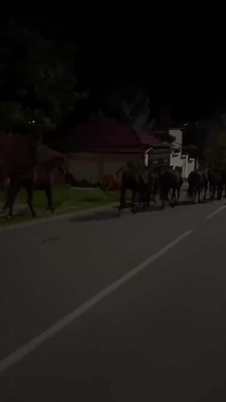 В Кисловодске табун лошадей отправлен на штрафстоянку