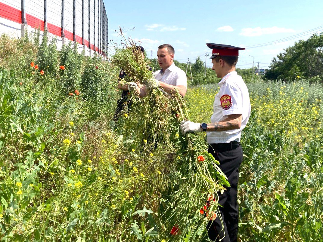 В Тихорецком районе проводят комплексную профилактическую операцию «Мак-2025» Цель – борьба с незаконным оборотом наркотических средств растительного происхождения, выявление и уничтожение незаконных посевов и дикорастущих очагов мака и конопли. Участие в рейдах принимают правоохранительные органы, сотрудники администраций поселений, антинаркотической комиссии, военнослужащие и представители казачества. Рейды прошли в Фастовецком и Тихорецком поселениях. Выявлено и уничтожено 3757 кустов дикорастущей конопли и 1275 куста мака. Всего в этом году уничтожено 5032 кустов наркосодержащих растений на общей площади 150 м2. Информацию о произрастании очагов дикорастущей конопли, о лицах, торгующих наркотическими веществами или содержащих наркопритоны, можно сообщить по «телефонам доверия»: – 7-19-64, 02 102 с мобильного телефона - отдел МВД по Тихорецкому району круглосуточно ; – 7-47-64 - антинаркотическая комиссия по Тихорецкому району; – 5-40-12 - администрация города Тихорецка.