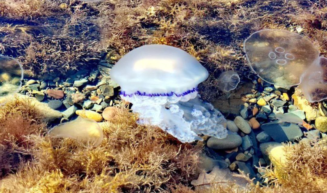 Эколог назвал самых опасных морских гадов в Черном море Это та живность, которая водится у берегов Кубани. Кровожадных акул, к счастью, в регионе нет. А вот жалящих и обжигающих - достаточно. Нанести травму могут небольшие рыбки - морской еж и морской дракончик. В их колючках содержится яд. Также лучше избегать встречи со скатом-хвостоколом. Он не потерпит прикосновения к нему и обязательно ответит, воткнув жало. Но самыми опасными признаны медузы. Аурелия и корнерот свою жертву жалеть не будут, обожгут до интоксикации. Фото: Катя Катерина