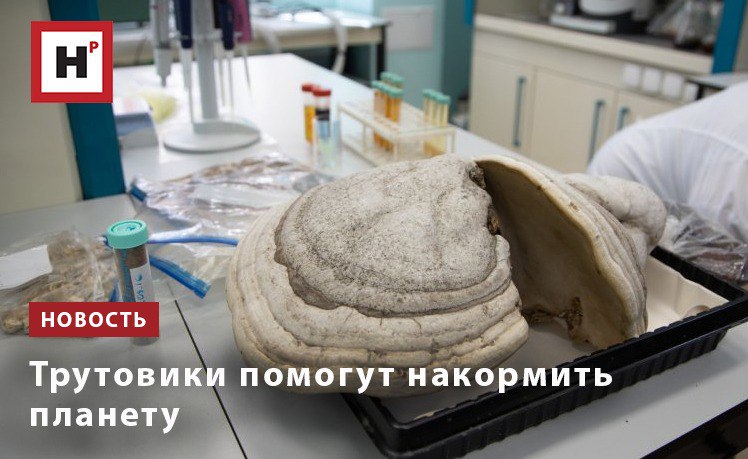 Биологи Уральского федерального университета с коллегой из Китая создали биопрепарат в основе которого трутовые грибы Опыты показали что биопрепарат стимулирует рост пшеницы выращенной методом гидропоники Как полагают ученые стимулятор роста на основе грибов поможет повысить урожайность сельскохозяйственных культур не нанося вред окружающей среде так как в основе удобрений натуральные компоненты Биопрепараты на основе трутовых грибов стимулируют рост растений и прорастание семян за счет содержания в грибах вторичных метаболитов меланины фенольные соединения обладающих антиоксидантной и антирадикальной активностью бактериостатических и противогрибковых свойств фенолы антрохиноны Кроме того в грибах присутствуют олигосахариды которые известны как регуляторы роста растений и их устойчивости к стрессам Фото пресс служба УрФУ Подробнее на портале Научная Россия грибы биопрепарат