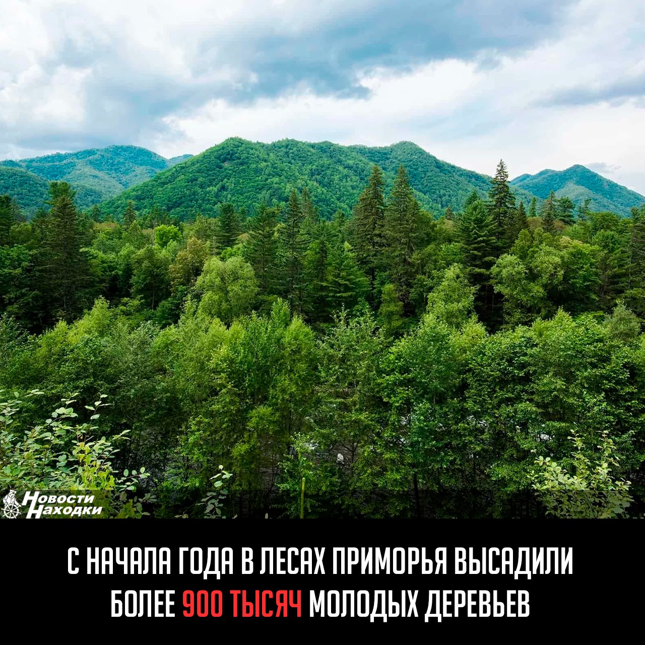 В первом полугодии показатели нацпроекта «Экологическое благополучие» в крае успешно перевыполнены. Завершился ключевой этап лесовосстановления, который охватил площадь 1824,44 гектара, что превышает плановые 1800 гектаров на 1 июля, сообщает Минприроды.  В рамках искусственного и комбинированного лесовосстановления на площади 218,5 гектара посажены новые лесные культуры, а дополнение существующих лесных насаждений проведено на площади 292 гектара. Для этих мероприятий использовали 938 тысяч саженцев.  Естественное лесовосстановление охватило 3292 гектара, а арендаторы лесного фонда провели работы на площади 1620 гектаров.  По поручению губернатора для озеленения и посадок лесных насаждений было выделено 214 тысяч саженцев для 29 муниципальных образований региона.