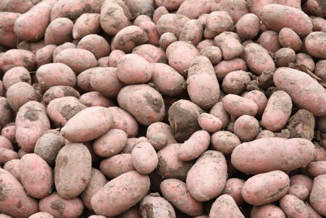 В Калининградской области на 400 га увеличили посадочные площади под картофель. Аграрии почти закончили с севом яровых культур и теперь сосредоточились на овощах. Всего посадочные площади под картофель составляют порядка четырёх тысяч гектаров. Из них 50% уже засеяны. Ещё тысячу гектаров открытого грунта используют под разные овощи. В Калининградской области намерены увеличить самообеспечение овощами до 85%. Такого показателя рассчитывают достичь к 2030 году. Это должно способствовать сдерживанию цен.