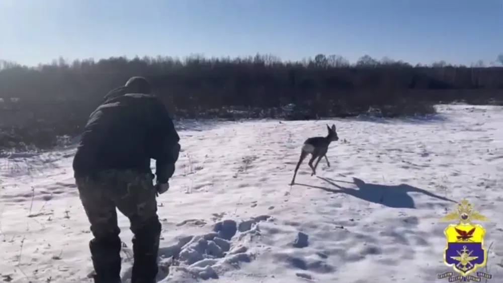 Сотрудники полиции поймали косулю в городе Сковородино в момент поимки зверь находился на частном подворье В транспортную полицию Сковородинского округа обратился специалист управления по охране животного мира Амурской области Сотрудник рассказал о диком животном на станции города Сковородино Находясь в состоянии сильного стресса зверь мог выбежать на железнодорожные пути Правоохранители прибыв на место успешно поймали косулю при помощи сети на одном из частных подворий города Травм у животного не было Полицейские завернули его в одеяло и вывезли за пределы населенного пункта Здесь косулю благополучно отпустили в естественную среду обитания рассказали в Забайкальском линейном управлении МВД России на транспорте Скриншот видео t me zabuvdt ТЕЛЕПОРТ РФ здесь все об Амурской области Мы в МАХ Написать нам
