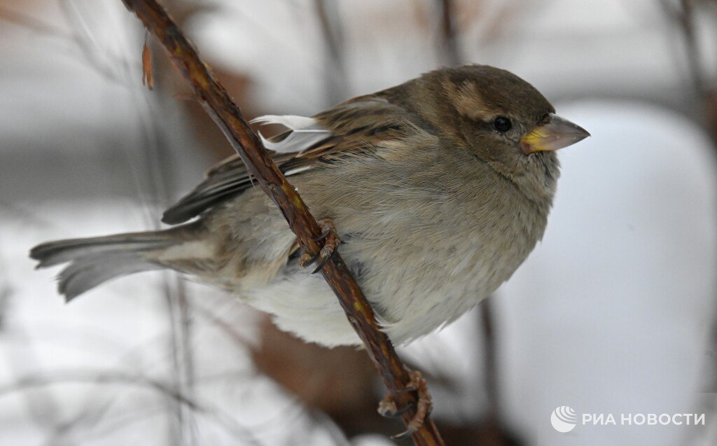 Воробьи в городах страдают ожирением из за фастфуда заявила биолог Феоктистова Многие городские звери и птицы питаются рядом с разными точками быстрого питания Воробьи теперь могут переваривать быстрые углеводы и видимо многие другие виды тоже могут В результате они начинают в городе толстеть Это отрицательно сказывается на здоровье птиц у них меняется гормональный фон И в целом добавила ученый проблемы возникающие у людей в городской среди возникают там и у животных так как схожи основные пути метаболизма Всего в России обитает более 44 миллиона воробьев сообщали недавно в МГУ Подписаться на РИА Новости