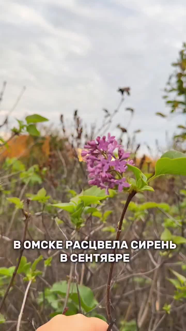 Необычное осеннее цветение сирени в Новосибирской области и Мурманске