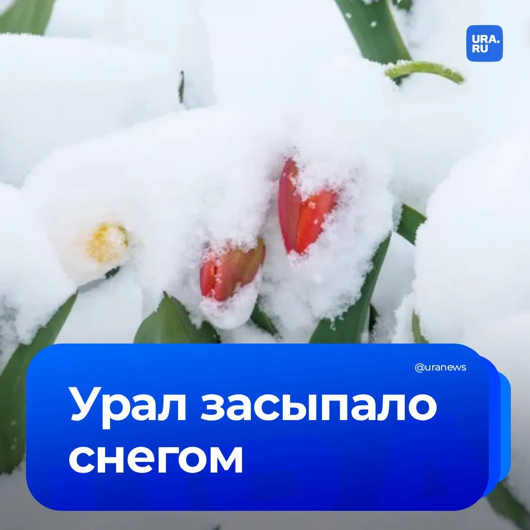 На Урал вернулась настоящая зима мощный снегопад накрыл север Свердловской области а сугробы в некоторых городах достигли 15 сантиметров Пока жители делятся кадрами засыпанных первоцветов и заснеженных трасс синоптики предупреждают непогода охватит весь регион По данным метеорологов снежный фронт постепенно смещается с севера на юг Уральцы к таким капризам природы относятся с привычным юмором отмечая что снег здесь не редкость даже в мае хотя жалеют успевшие распуститься весенние цветы Подписаться на URA RU мы в MAX