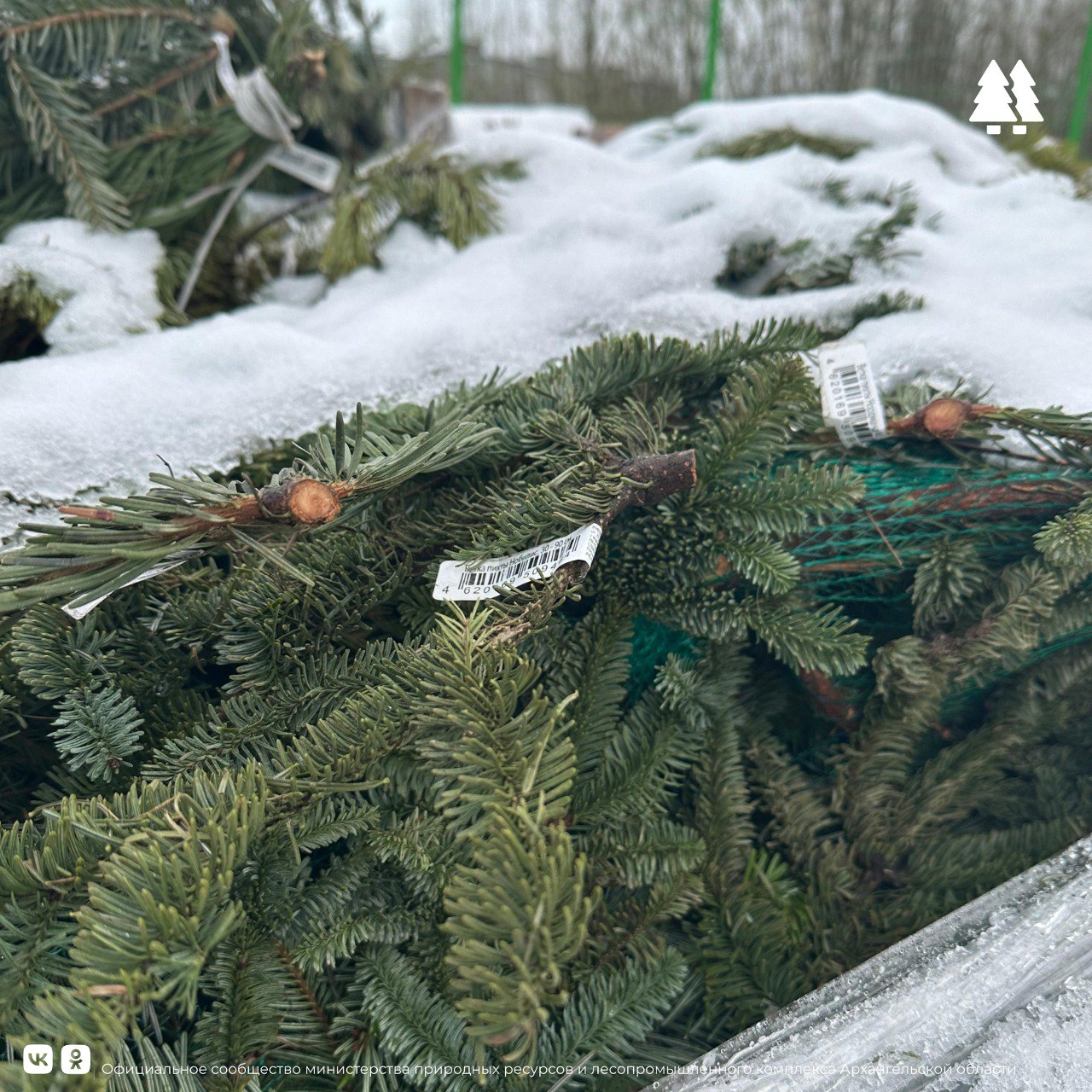 В Архангельске стартовала акция по переработке новогодних деревьев «Подари ёлке вторую жизнь»  Проект уже третий год подряд реализует региональный оператор по обращению с ТКО.  Участие в акции принимают не только жители, но и небезразличные к вопросам экологии компании. Так, строительный магазин столицы Поморья отдал на переработку 167 елок и 143 лапника. Полученная щепа отправится в приют для собак.    Уже сегодня машина регоператора выедет за новогодними деревьями в Маймаксанский округ города Архангельска. На очереди:  21.01 – Соломбальский округ 22.01 – Северный округ 23.01 – Октябрьский округ 24.01 – Ломоносовский округ 25.01 – Майская горка 26.01 – Варавино-Фактория 27.01 – Исакогорка, Цигломень 28.01 – Новодвинск 29.01 – Северодвинск  Напоминаем, что сбор елок проходит с контейнерных площадок. Ель и ветки нужно очистить от украшений и оставить в отсеке для крупногабаритных отходов, как минимум за день до даты вывоза.  Фото: ЭкоИнтегратор