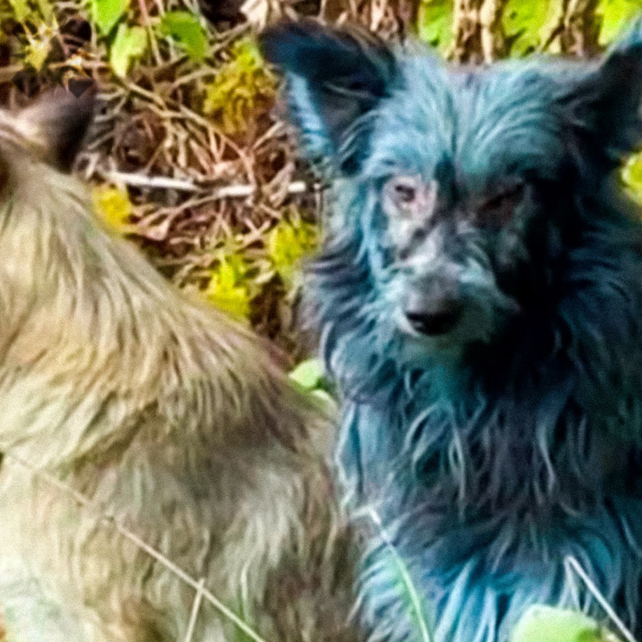 Синие собаки из Чернобыля вовсе не мутанты Профессор биологии Тимоти Муссо рассказал что необычный окрас у псов появился не из за радиации они просто извалялись в синем красителе из переносных биотуалетов Ранее в СМИ ходили разговоры о мутациях но он отметил что синяя шерсть не следствие какой либо мутации или эволюционной адаптации животных к радиации   все равно жалко я уже представлял фаллаут в реальной жизни НМШ