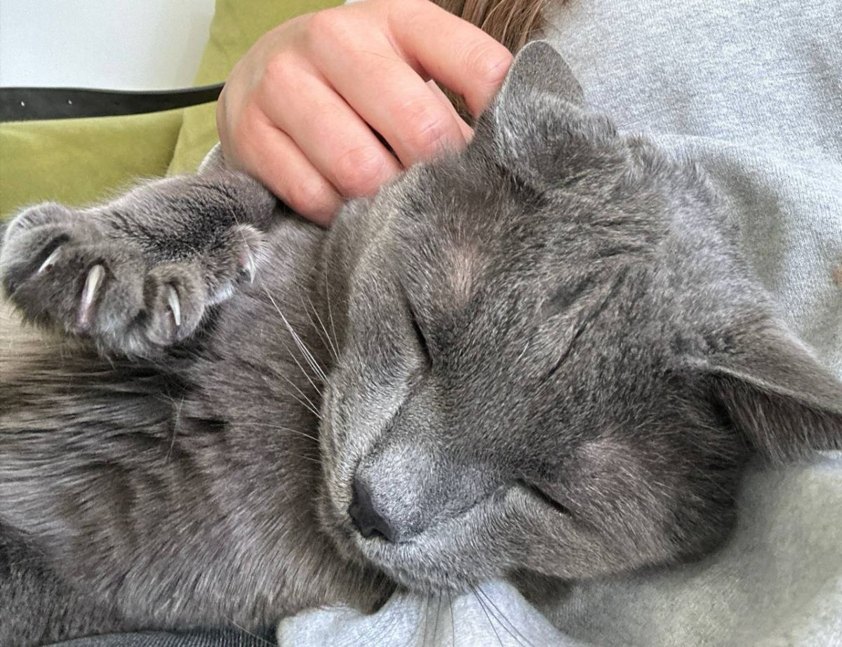 Всемирный день домашних животных отмечают липчане 30 ноября newslipetsk ru fn 1762188 html Липчане как и другие россияне а также жители других стран мира отмечают сегодня ежегодно Всемирный день домашних животных Цель праздника привлечь внимание общественности к важности заботы о питомцах и ответственного отношения к ним Прислать новость Подписаться